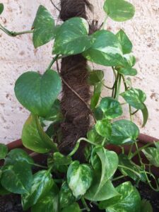 TUTORES FIBRA DE COCO