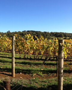 TUTORES DE MADERA CON PUNTA